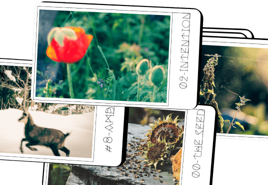 Collage of the Motivation with Elements deck cards