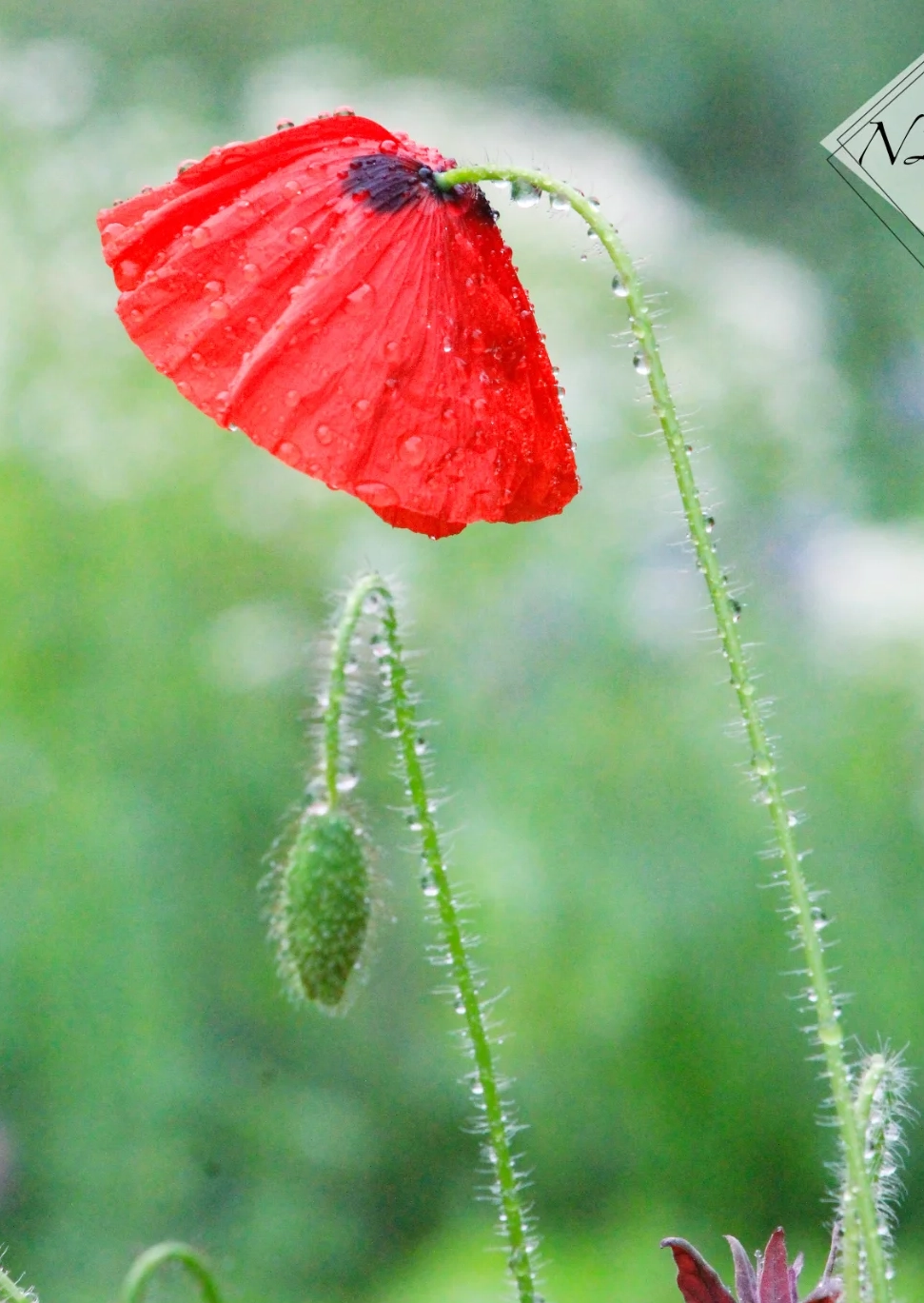 Intuitive Journaling — renew your sense of direction