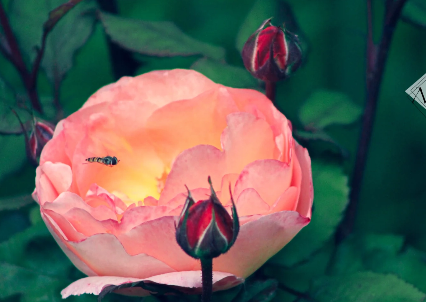 Intuitive Deep Dive — release overwhelm
